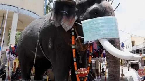 大象模型戴口罩