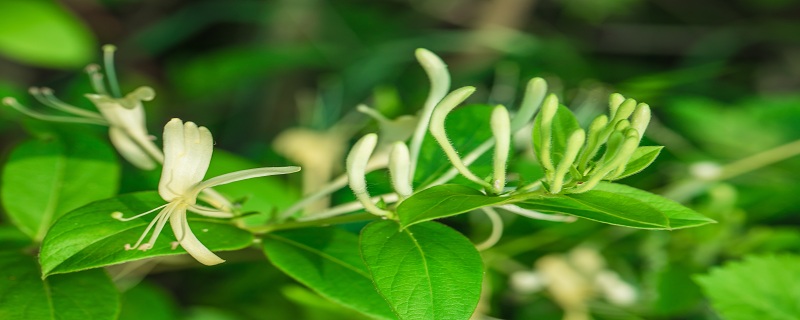 金银花茶的功效与作用 金银花茶的功效是什么