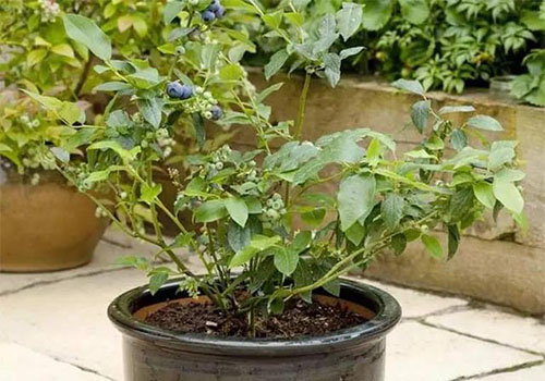 如何在家种蓝莓 在家里种蓝莓的7个技巧
