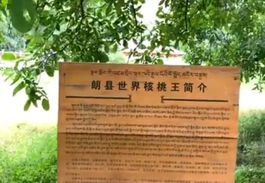西藏林芝千年核桃林怎么回事 西藏林芝千年核桃林长什么样