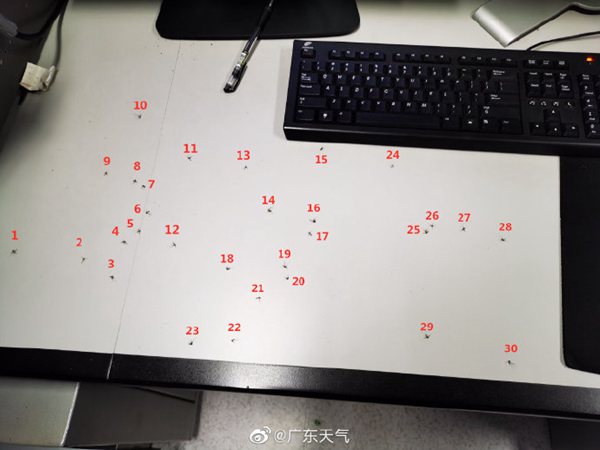 脑洞科普：风雨究竟能不能“消灭”蚊子？