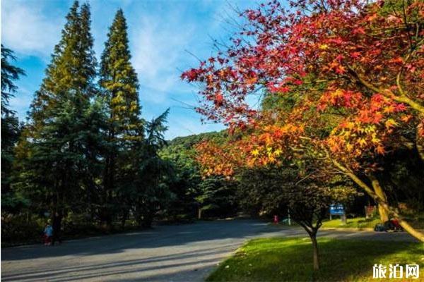 上海秋天哪里景色美