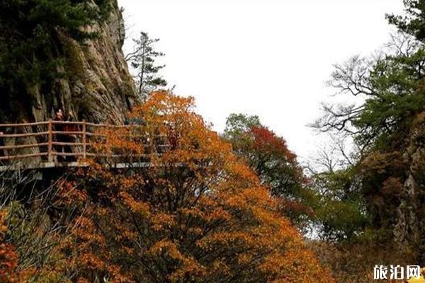 老君山红叶什么时候最美 老君山红叶观赏地点推荐