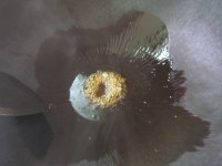 酒香排骨的做法步骤4