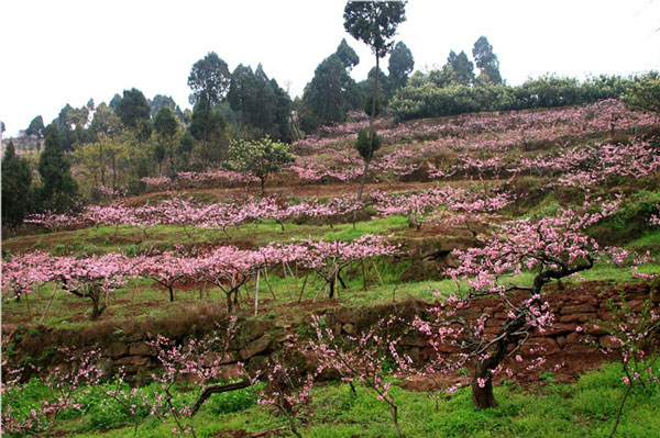 龙泉驿看桃花怎么走 龙泉驿交通路线介绍