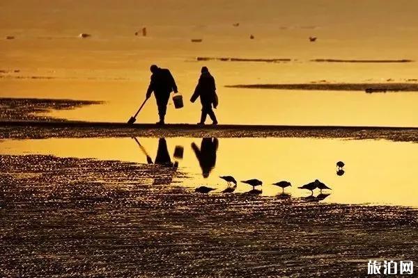 大连开海时间2019+赶海时间 大连赶海去哪里比较好