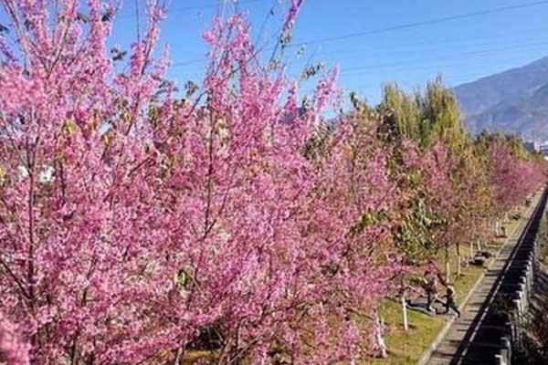 攀枝花冬樱花在哪里 攀枝花冬樱花开放时间