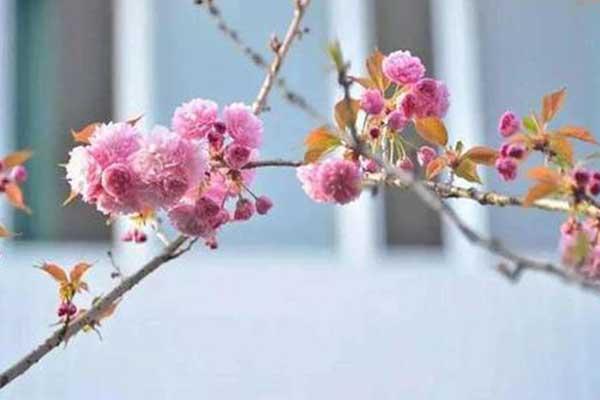 攀枝花冬樱花在哪里 攀枝花冬樱花开放时间