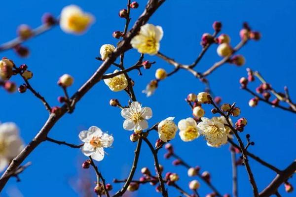 岳麓山的梅花开了吗 岳麓山游玩攻略