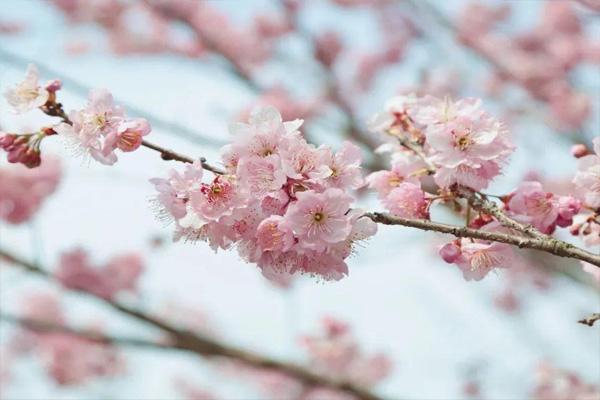 沈阳樱花什么时候开 沈阳赏樱花好去处