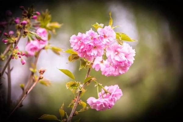 沈阳樱花什么时候开 沈阳赏樱花好去处