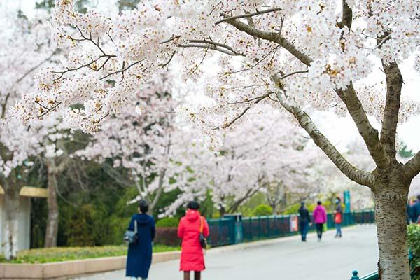 青岛中山公园的樱花几月份开花 青岛中山公园樱花最佳观赏时间2021