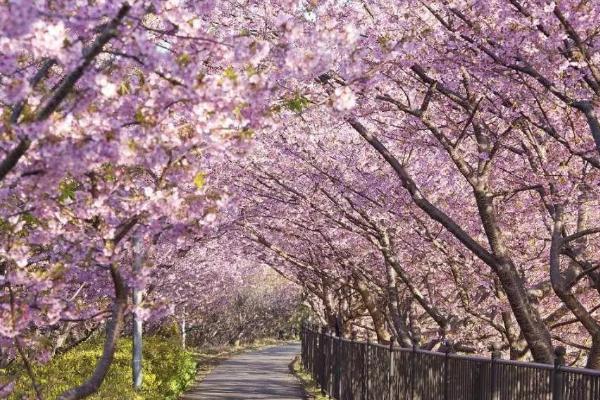 长沙赏樱花的地方有哪些 长沙观赏樱花好去处2021