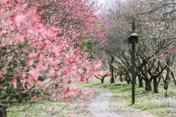 2021西溪湿地梅花什么时候开 