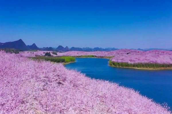 贵州平坝樱花开了吗 贵州平坝樱花观赏最佳时间