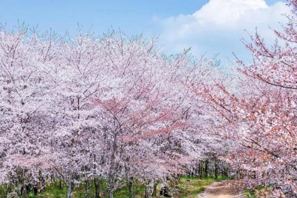 贵州平坝樱花开了吗 贵州平坝樱花观赏最佳时间