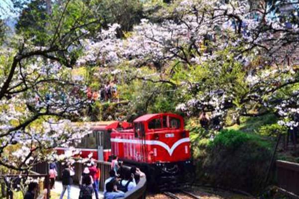 台湾阿里山樱花什么时候开2021-最佳赏樱地点以及路线推荐