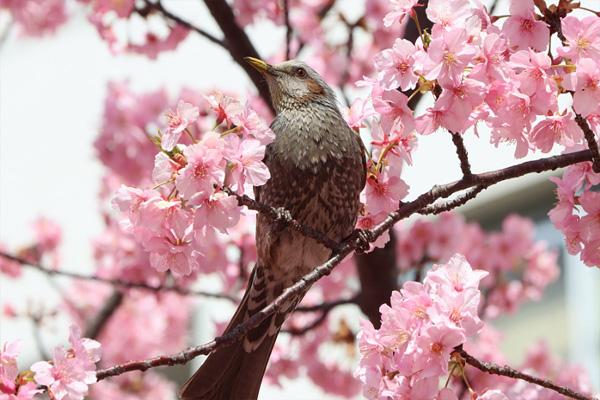 日本早樱什么时候开花 日本早樱在哪里看