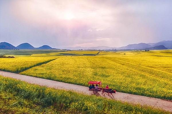 2021昆明周边油菜花哪里好看 