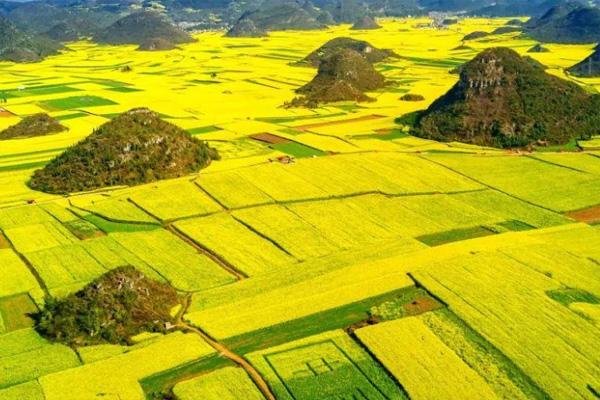 2021昆明周边油菜花哪里好看 