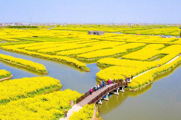 兴化油菜花最佳时间2021 兴化油菜花景点在哪里