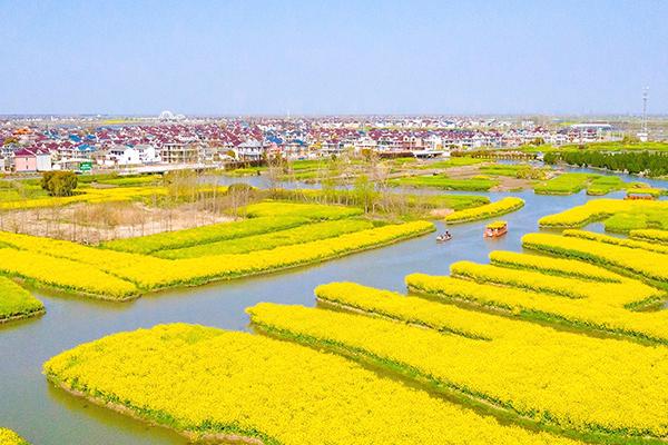 兴化油菜花最佳时间2021 兴化油菜花景点在哪里