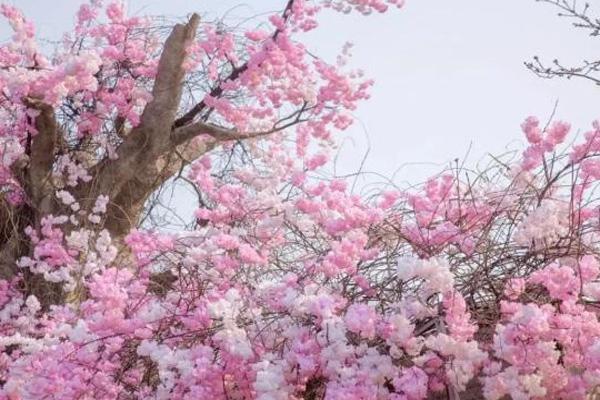 2021上海顾村公园什么时候看樱花 附花期