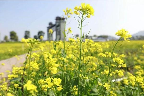 2021福州花海公园油菜花什么时候开