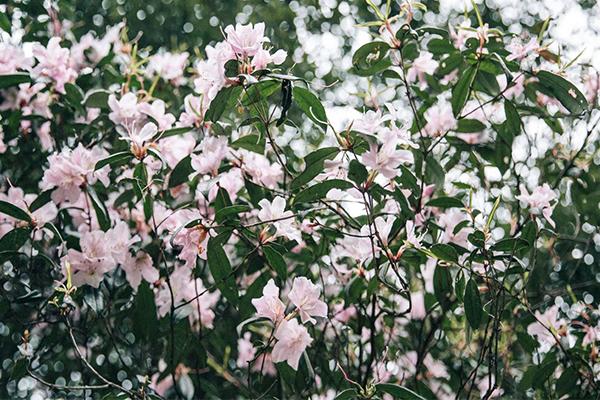 2021南宁大明山风景区山花节免门票活动