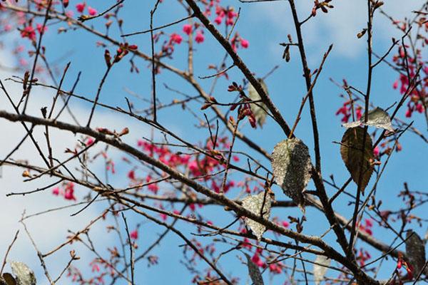 2021广州从化天适樱花悠乐园樱花观赏指南（时间地点交通）