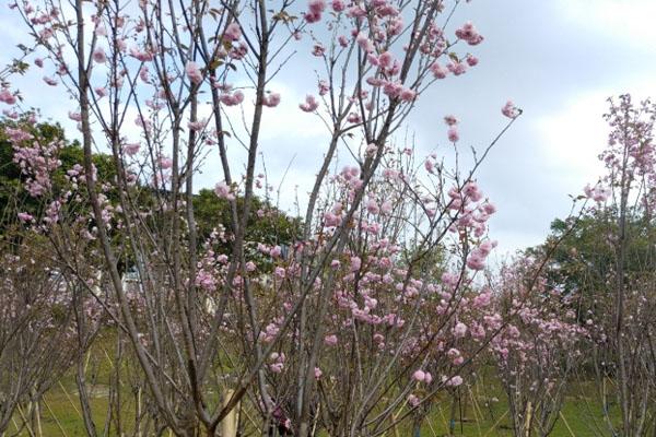 2021广州从化天适樱花悠乐园樱花观赏指南（时间地点交通）