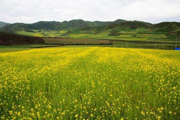 福清油菜花几月开2021 福清油菜花公园在哪