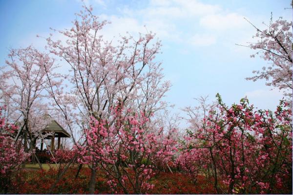 2021上海赏花最漂亮的地方 上海赏花攻略