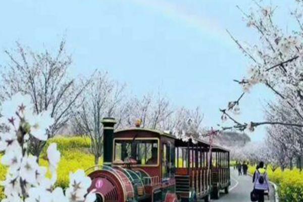 古柏渡樱花园今年开放吗2021 古柏渡樱花园好玩吗