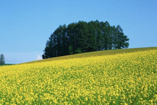 成都油菜花哪里好看 成都油菜花网红地2021