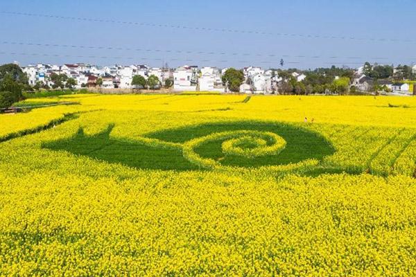 南京高淳油菜花开了吗 2021高淳油菜花节举办时间