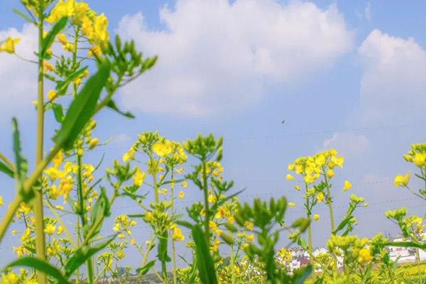 南京高淳油菜花开了吗 2021高淳油菜花节举办时间