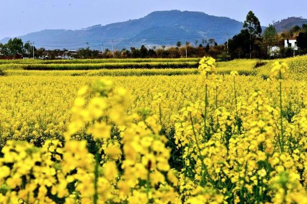 2021成都金堂油菜花节时间-地点-活动介绍