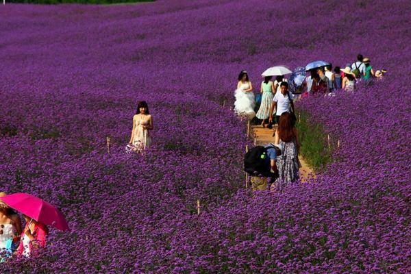 2021成都香薰山谷三八女神节免票时间 成都香薰山谷三八女神节优惠活动