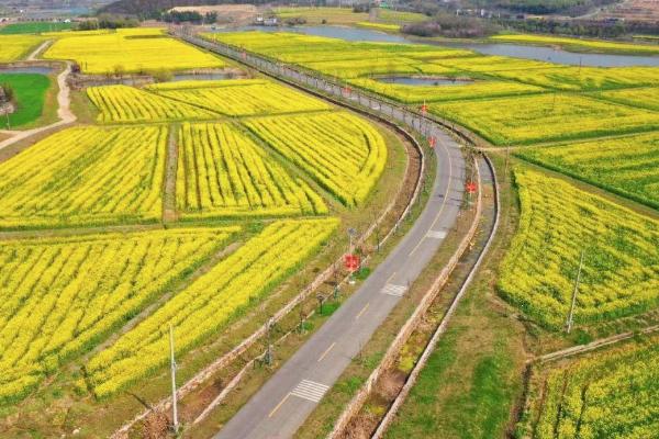 2021南京溪田油菜花开了吗 南京溪田油菜花观赏攻略