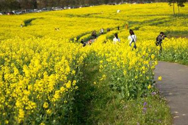 2021南京六合龙袍油菜花观赏攻略-观赏地点交通及美食