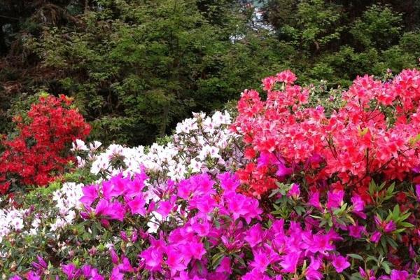 五月赏花好去处 五月适合去哪里赏花