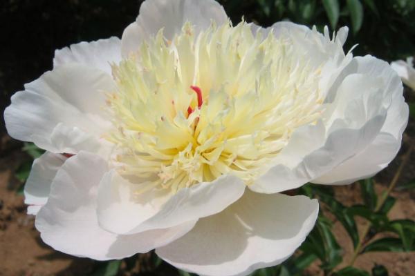 五月赏花好去处 五月适合去哪里赏花