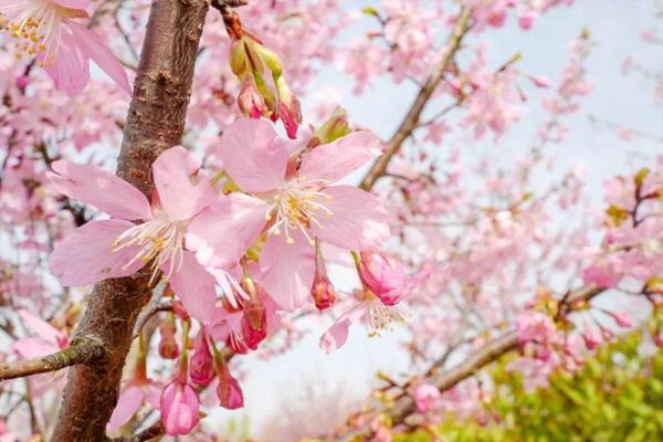 南安香草世界樱花什么时候开 南安香草世界有什么好玩的