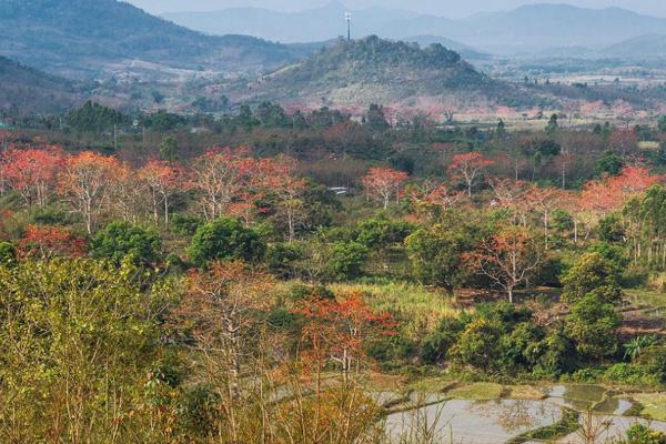 2021昌江木棉花最佳观赏地点 昌江木棉花旅游攻略