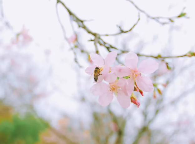 襄阳樱花哪里有 2021襄阳赏花地图