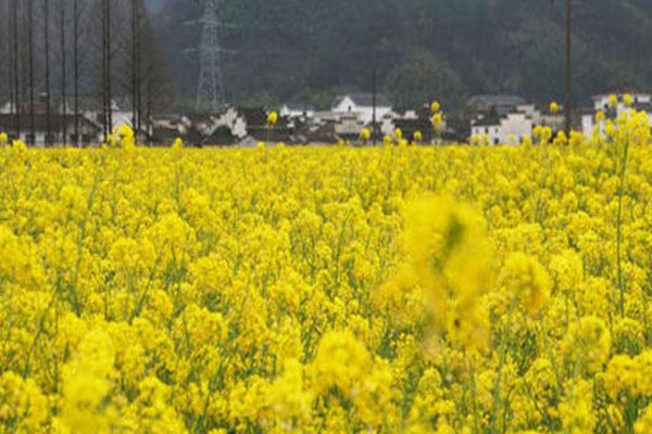 黄山油菜花什么时候开2021 最佳观赏地及时间