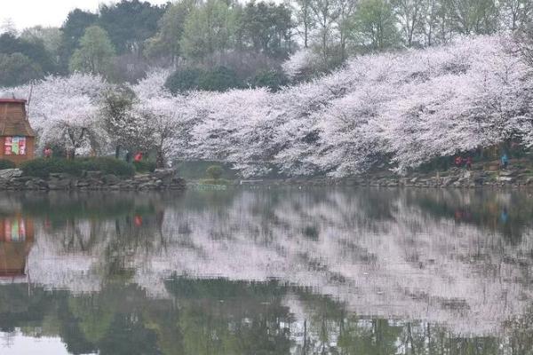 2021湖南省森林植物园樱花开了吗 湖南省森林植物园有什么花