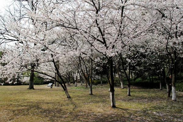 2021杭州第三届樱花徒步大会开放报名 樱花徒步大会时间-地点-详情