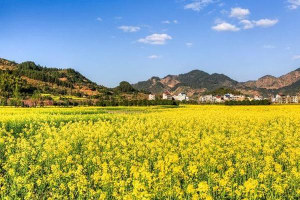 西安到汉中油菜花专列有哪些 汉中油菜花最佳观赏地